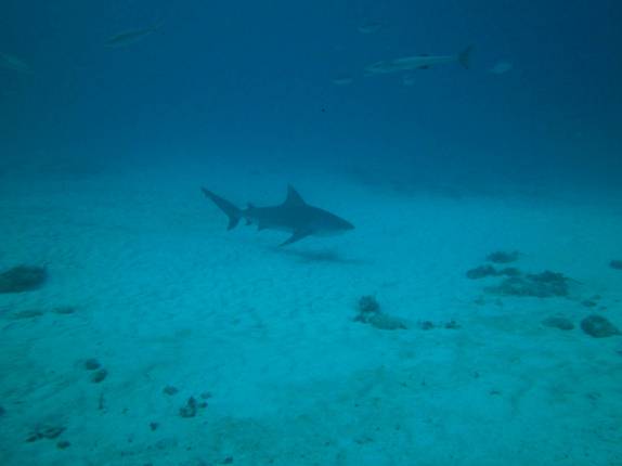 Tubarão touro se aproxima durante mergulho em Playa del Carmen, no litoral do Yucatán, no México